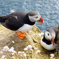 Cruises, Sailing & Water Tours