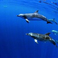 Swim with Dolphins