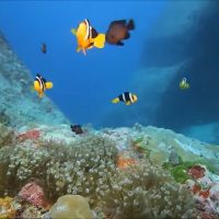 Snorkeling