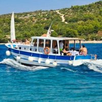 Dolphin & Whale Watching