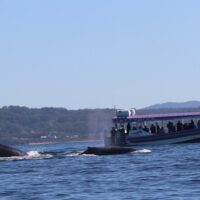 Cruises, Sailing & Water Tours