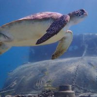 Snorkeling