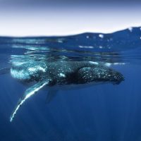 Dolphin & Whale Watching