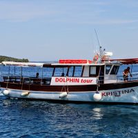 Dolphin & Whale Watching