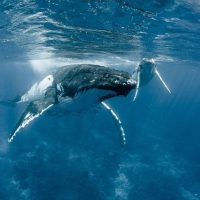 Dolphin & Whale Watching