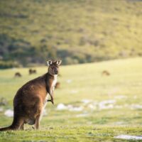 Multi-day Tours