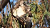 Guaranteed to see Koalas in the wild