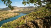Fernando helped make our Douro trip great — brilliant guide, total flexibility