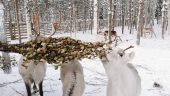 Husky and reindeer rides