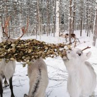 Luxury Tours