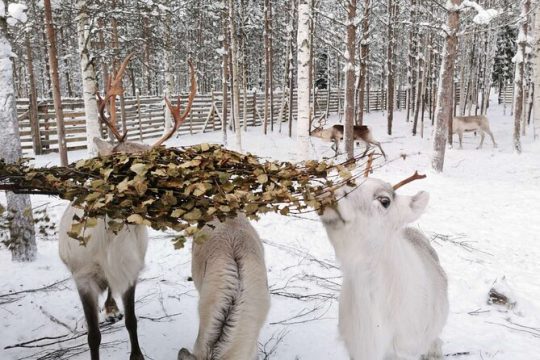 Good Friday in Lapland