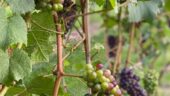 Wine tasting in Canada