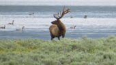 Terrific Private Two-Day Tour of Yellowstone
