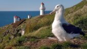 A fitting final excursion to round off a fantastic cruise to New Zealand - cherry on top being the Albatross