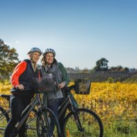 Bike Rentals