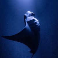 Scuba Diving