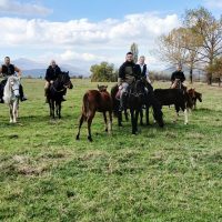 Horseback Riding