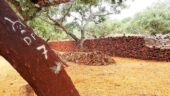 Wonderful tour of cork forest