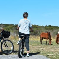 Bike Rentals