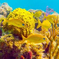 Snorkeling
