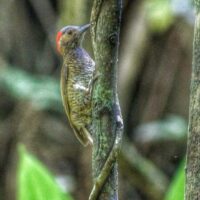 Nature & Wildlife