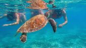Yay Turtles