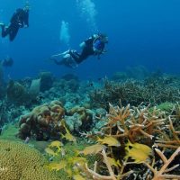Scuba Diving