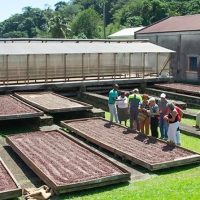 Chocolate Tours