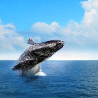 Holiday & Seasonal Tours