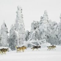Ski & Snow