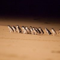 Overnight Tours