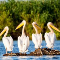 Boat Tours
