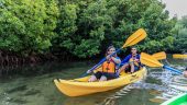 The mangroves are cool...