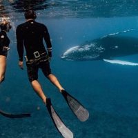 Cruises, Sailing & Water Tours