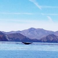 Dolphin & Whale Watching