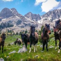 Multi-day & Extended Tours