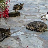 Ports of Call Tours