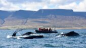 Amazing Whales