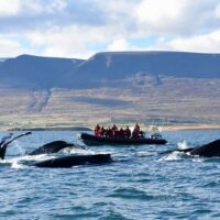 Sailing Trips