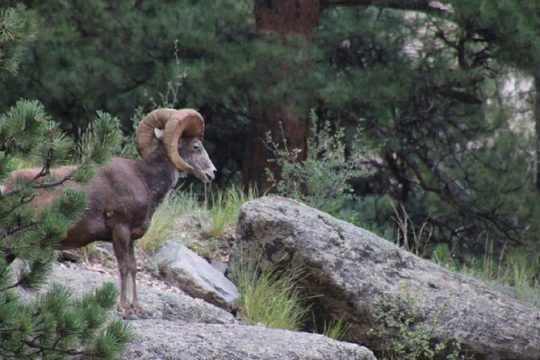 Hanukkah in Estes Park