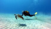 Amazing dive