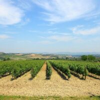 Half-day Tours