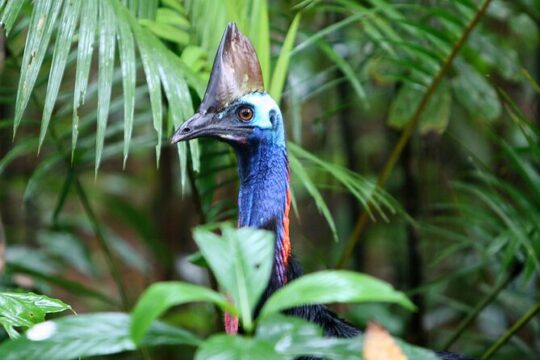 Easter in Cape Tribulation