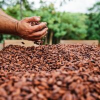 Chocolate Tours