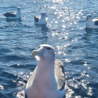 Cruises, Sailing & Water Tours