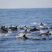 Cruises, Sailing & Water Tours