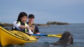 Guided Kayak tour
