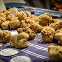 Holiday & Seasonal Tours