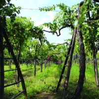 Sustainable Tours