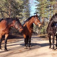 Horseback Riding
